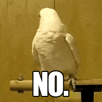 no-gif-bird.gif