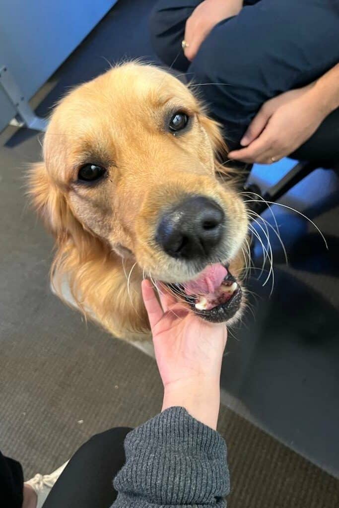 Office Dog Melbourne Australia